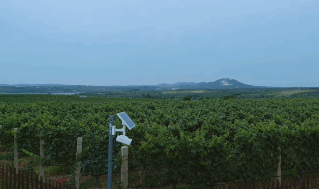 Caméra pour vignes